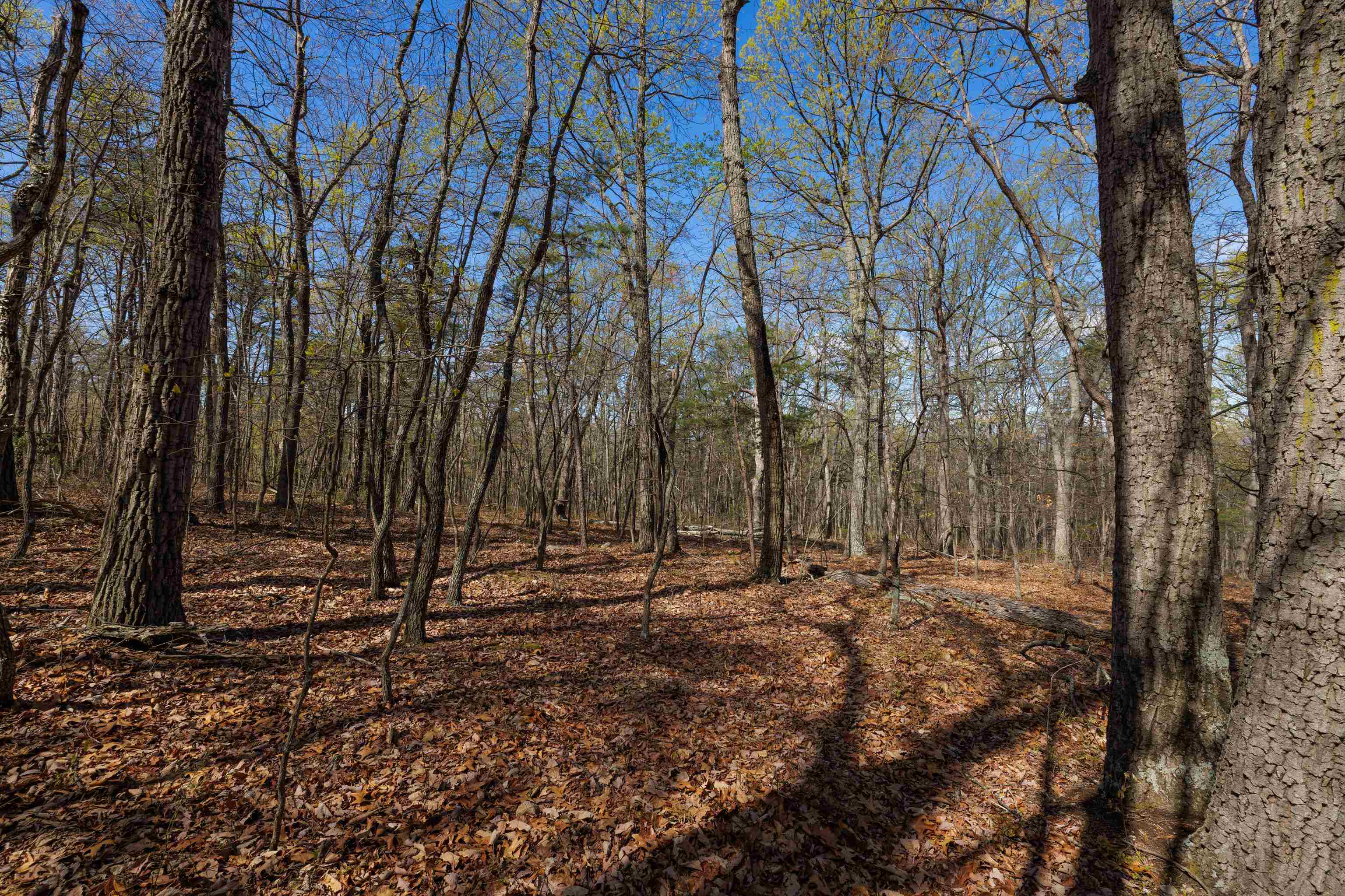 TBD SHOTGUN SPRING RD, NEW MARKET, Virginia 22844, ,Land,TBD SHOTGUN SPRING RD,670917 MLS # 670917