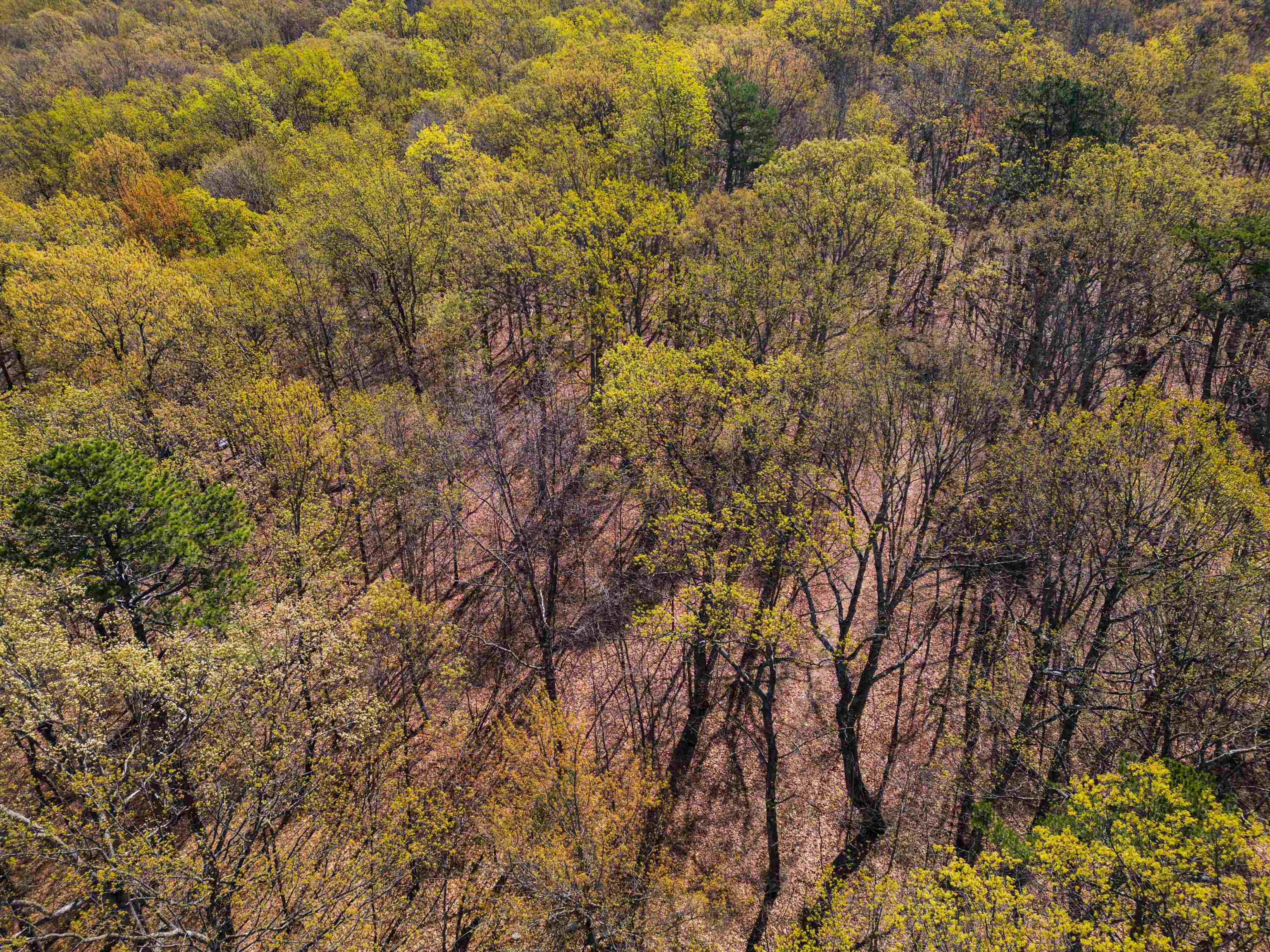 TBD SHOTGUN SPRING RD, NEW MARKET, Virginia 22844, ,Land,TBD SHOTGUN SPRING RD,670917 MLS # 670917