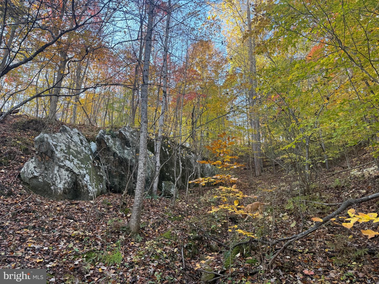 0 HICKORY DR, CONCORD, Virginia 24538, ,Land,For sale,0 HICKORY DR,VACP2000110 MLS # VACP2000110 0 HICKORY DR, CONCORD, Virginia 24538, ,Land,For sale,0 HICKORY DR,VACP2000110 MLS # VACP2000110