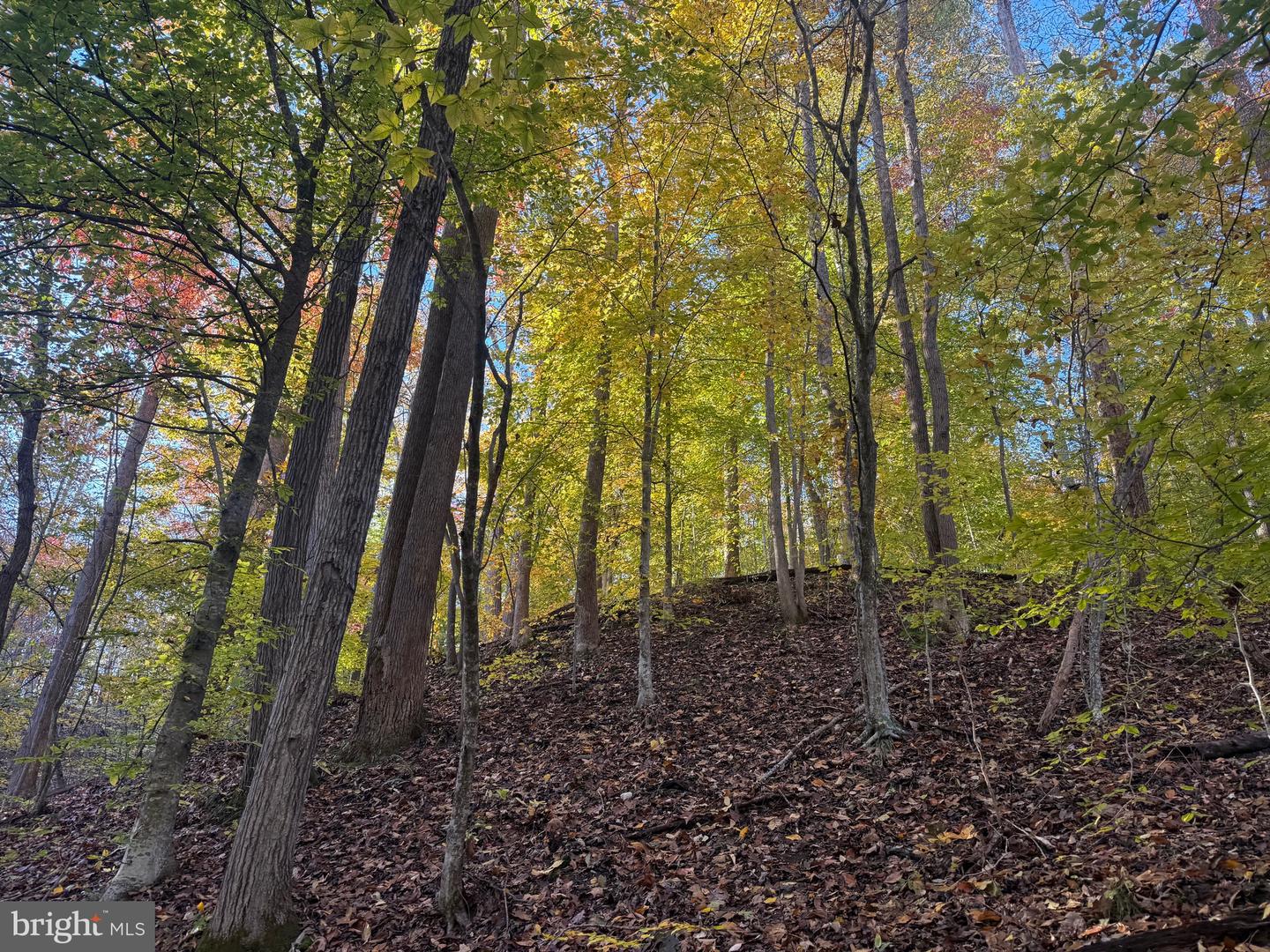 0 HICKORY DR, CONCORD, Virginia 24538, ,Land,For sale,0 HICKORY DR,VACP2000110 MLS # VACP2000110 0 HICKORY DR, CONCORD, Virginia 24538, ,Land,For sale,0 HICKORY DR,VACP2000110 MLS # VACP2000110