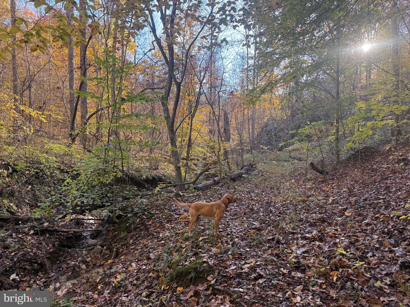 0 HICKORY DR, CONCORD, Virginia 24538, ,Land,For sale,0 HICKORY DR,VACP2000110 MLS # VACP2000110 0 HICKORY DR, CONCORD, Virginia 24538, ,Land,For sale,0 HICKORY DR,VACP2000110 MLS # VACP2000110