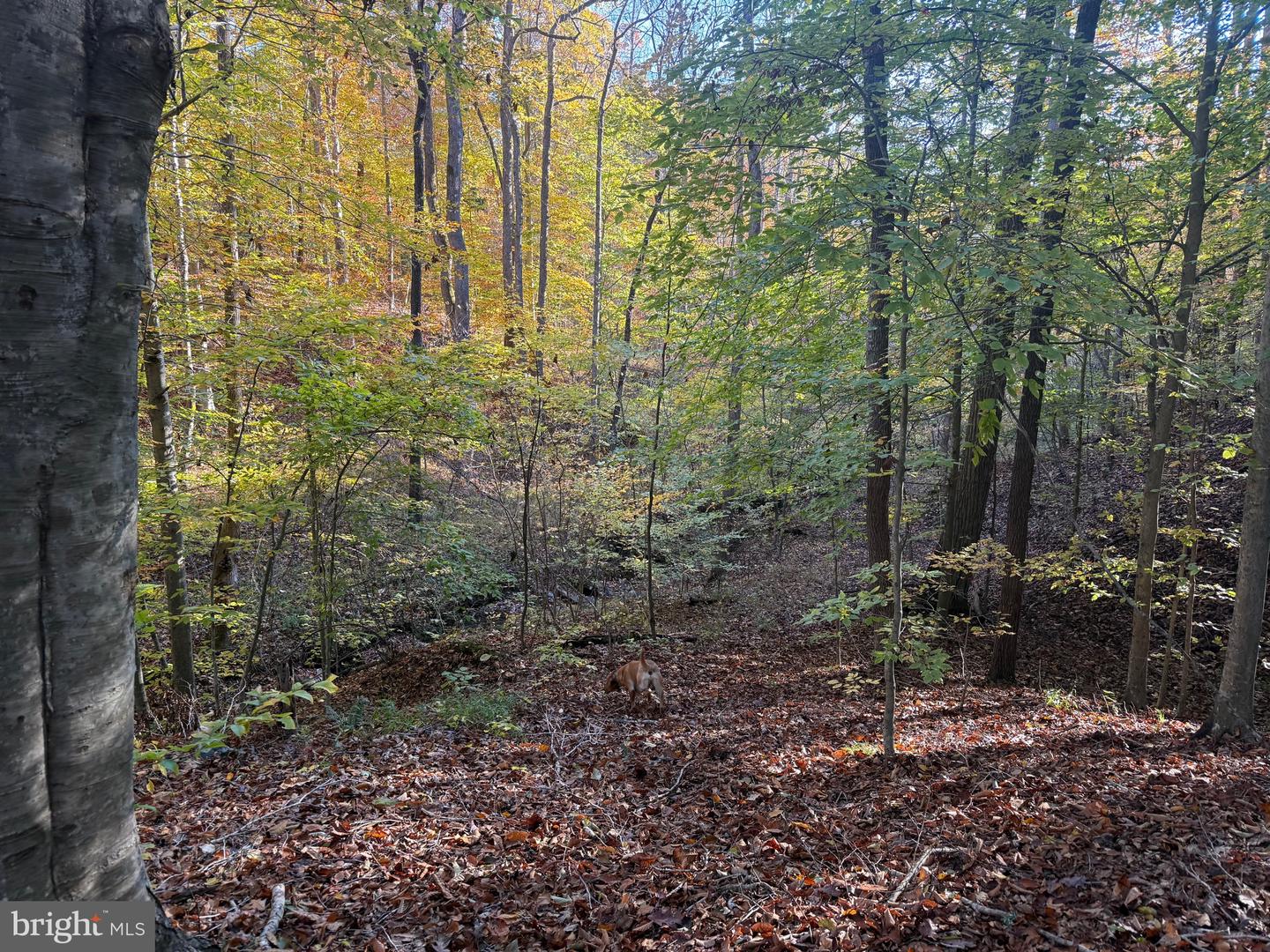 0 HICKORY DR, CONCORD, Virginia 24538, ,Land,For sale,0 HICKORY DR,VACP2000110 MLS # VACP2000110 0 HICKORY DR, CONCORD, Virginia 24538, ,Land,For sale,0 HICKORY DR,VACP2000110 MLS # VACP2000110