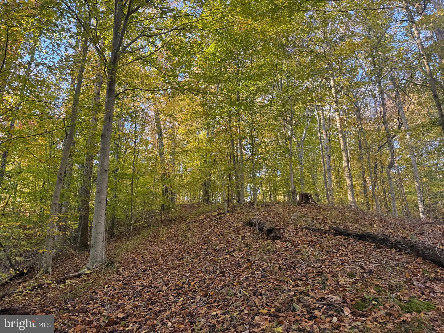 0 HICKORY DR, CONCORD, Virginia 24538, ,Land,For sale,0 HICKORY DR,VACP2000110 MLS # VACP2000110 0 HICKORY DR, CONCORD, Virginia 24538, ,Land,For sale,0 HICKORY DR,VACP2000110 MLS # VACP2000110