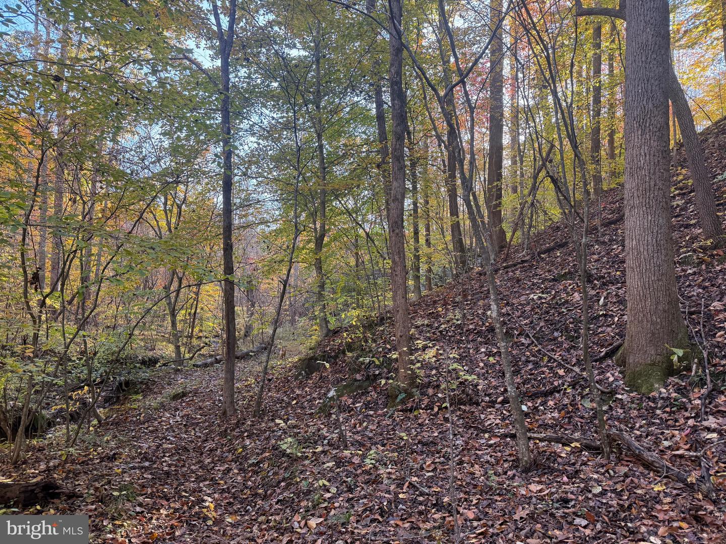 0 HICKORY DR, CONCORD, Virginia 24538, ,Land,For sale,0 HICKORY DR,VACP2000110 MLS # VACP2000110 0 HICKORY DR, CONCORD, Virginia 24538, ,Land,For sale,0 HICKORY DR,VACP2000110 MLS # VACP2000110