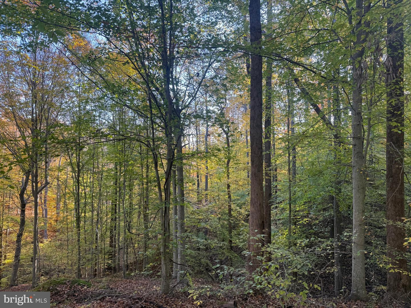 0 HICKORY DR, CONCORD, Virginia 24538, ,Land,For sale,0 HICKORY DR,VACP2000110 MLS # VACP2000110 0 HICKORY DR, CONCORD, Virginia 24538, ,Land,For sale,0 HICKORY DR,VACP2000110 MLS # VACP2000110