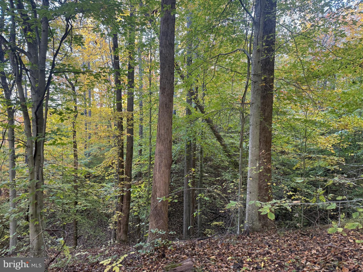 0 HICKORY DR, CONCORD, Virginia 24538, ,Land,For sale,0 HICKORY DR,VACP2000110 MLS # VACP2000110 0 HICKORY DR, CONCORD, Virginia 24538, ,Land,For sale,0 HICKORY DR,VACP2000110 MLS # VACP2000110