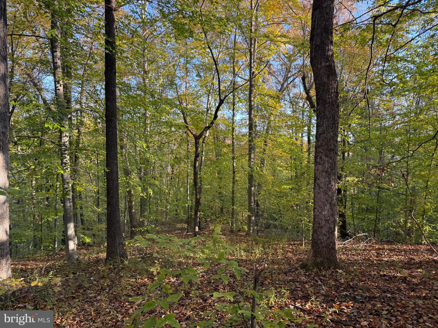 0 HICKORY DR, CONCORD, Virginia 24538, ,Land,For sale,0 HICKORY DR,VACP2000110 MLS # VACP2000110 0 HICKORY DR, CONCORD, Virginia 24538, ,Land,For sale,0 HICKORY DR,VACP2000110 MLS # VACP2000110