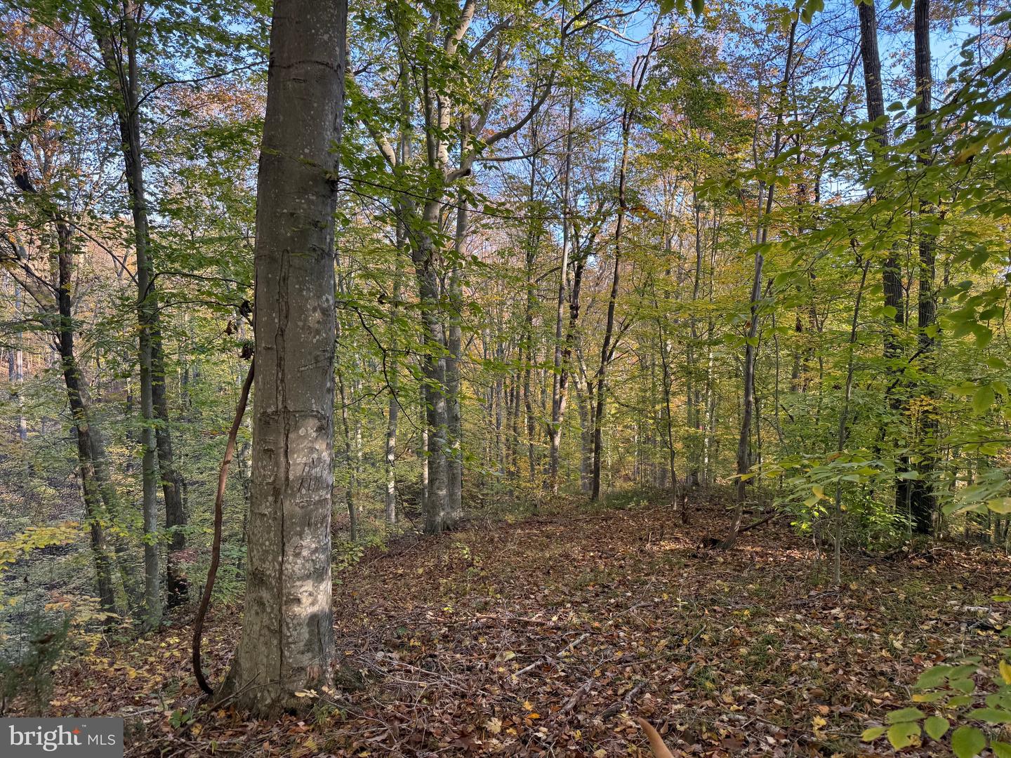 0 HICKORY DR, CONCORD, Virginia 24538, ,Land,For sale,0 HICKORY DR,VACP2000110 MLS # VACP2000110 0 HICKORY DR, CONCORD, Virginia 24538, ,Land,For sale,0 HICKORY DR,VACP2000110 MLS # VACP2000110