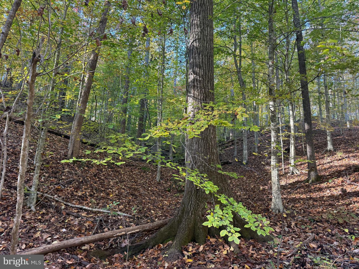 0 HICKORY DR, CONCORD, Virginia 24538, ,Land,For sale,0 HICKORY DR,VACP2000110 MLS # VACP2000110 0 HICKORY DR, CONCORD, Virginia 24538, ,Land,For sale,0 HICKORY DR,VACP2000110 MLS # VACP2000110