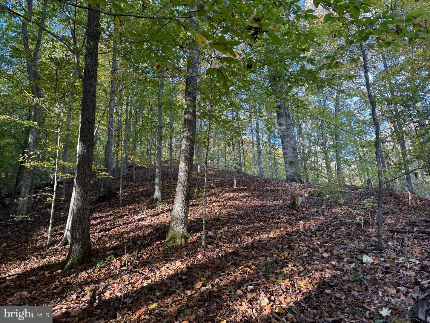 0 HICKORY DR, CONCORD, Virginia 24538, ,Land,For sale,0 HICKORY DR,VACP2000110 MLS # VACP2000110 0 HICKORY DR, CONCORD, Virginia 24538, ,Land,For sale,0 HICKORY DR,VACP2000110 MLS # VACP2000110