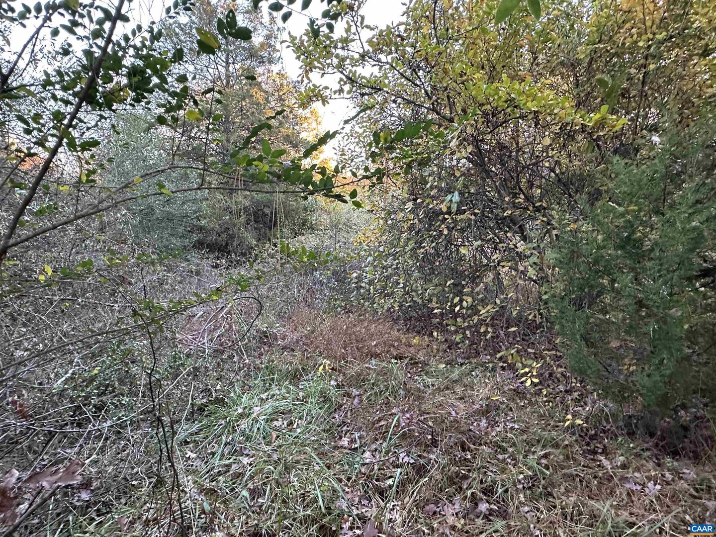 3481 SOLITUDE LN, ESMONT, Virginia 22937, ,Land,For sale,3481 SOLITUDE LN,670954 MLS # 670954 3481 SOLITUDE LN, ESMONT, Virginia 22937, ,Land,For sale,3481 SOLITUDE LN,670954 MLS # 670954