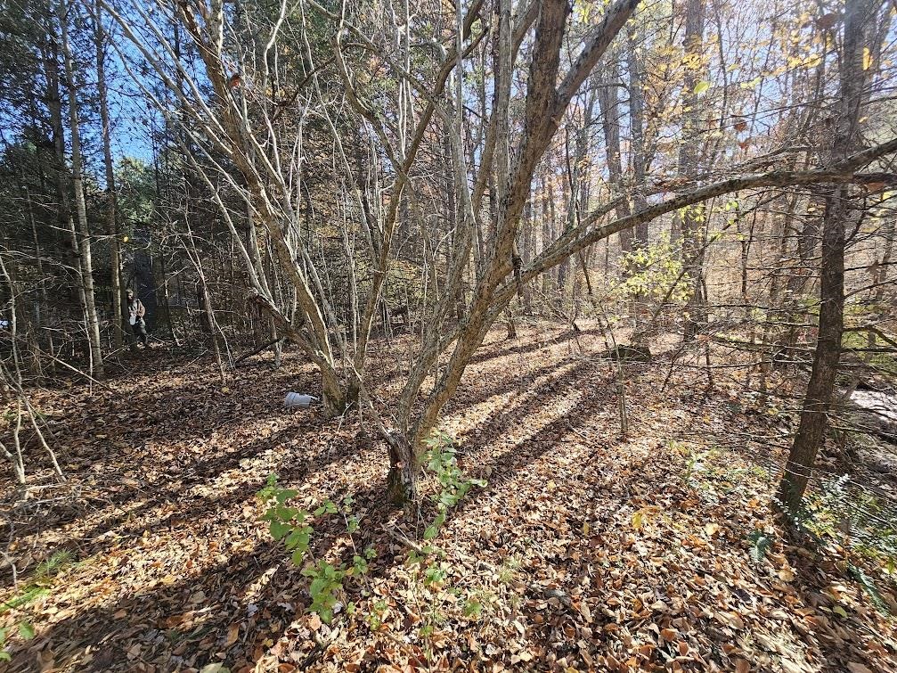 2804 OLD PARKERSBURG TPKE, WEST AUGUSTA, Virginia 24485, 2 Bedrooms Bedrooms, ,1 BathroomBathrooms,Residential,Hanger Camp,2804 OLD PARKERSBURG TPKE,670950 MLS # 670950