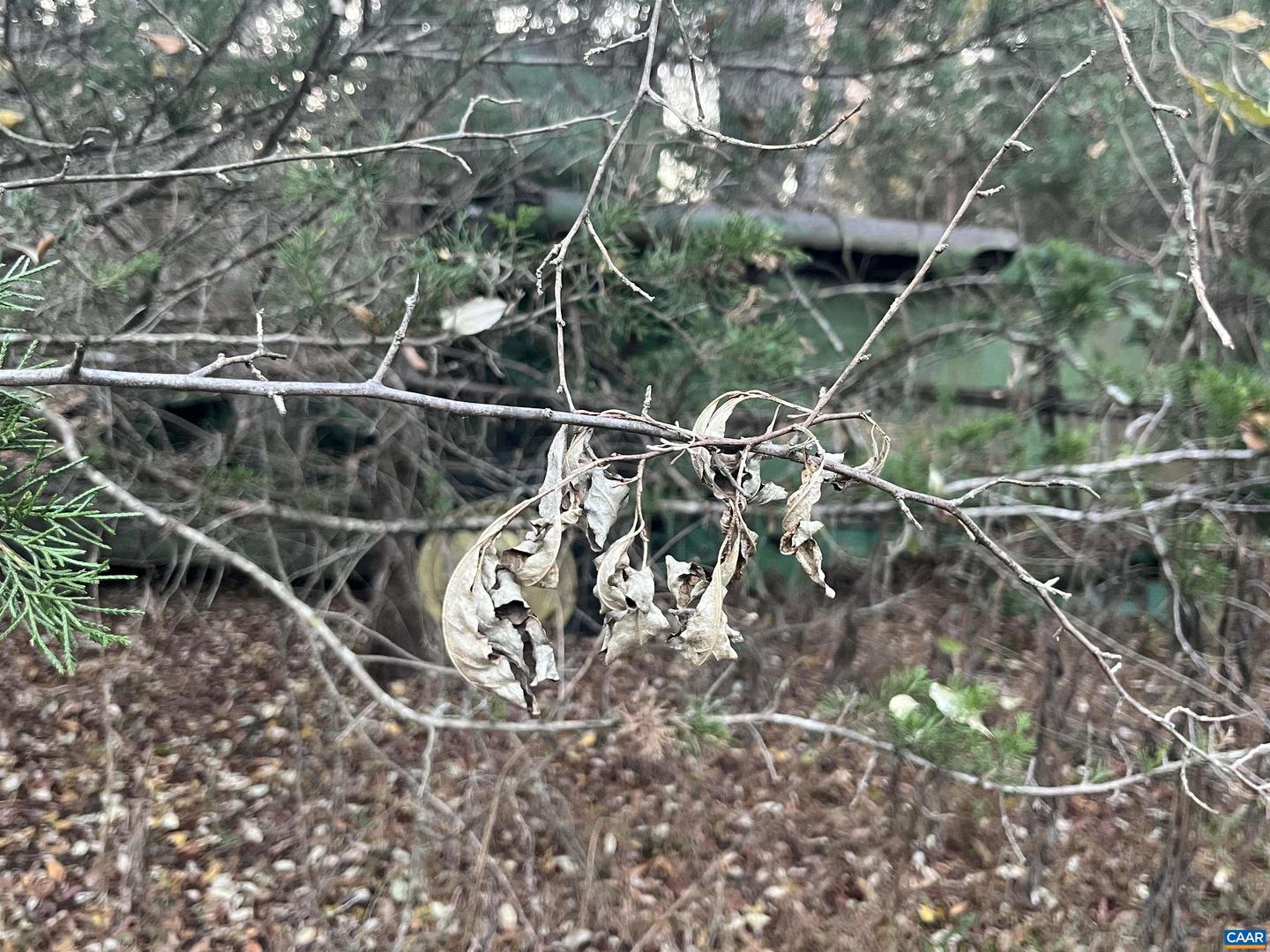 0 MITCHELL FORD RD, LIGNUM, Virginia 22726, ,Farm,For sale,0 MITCHELL FORD RD,670993 MLS # 670993