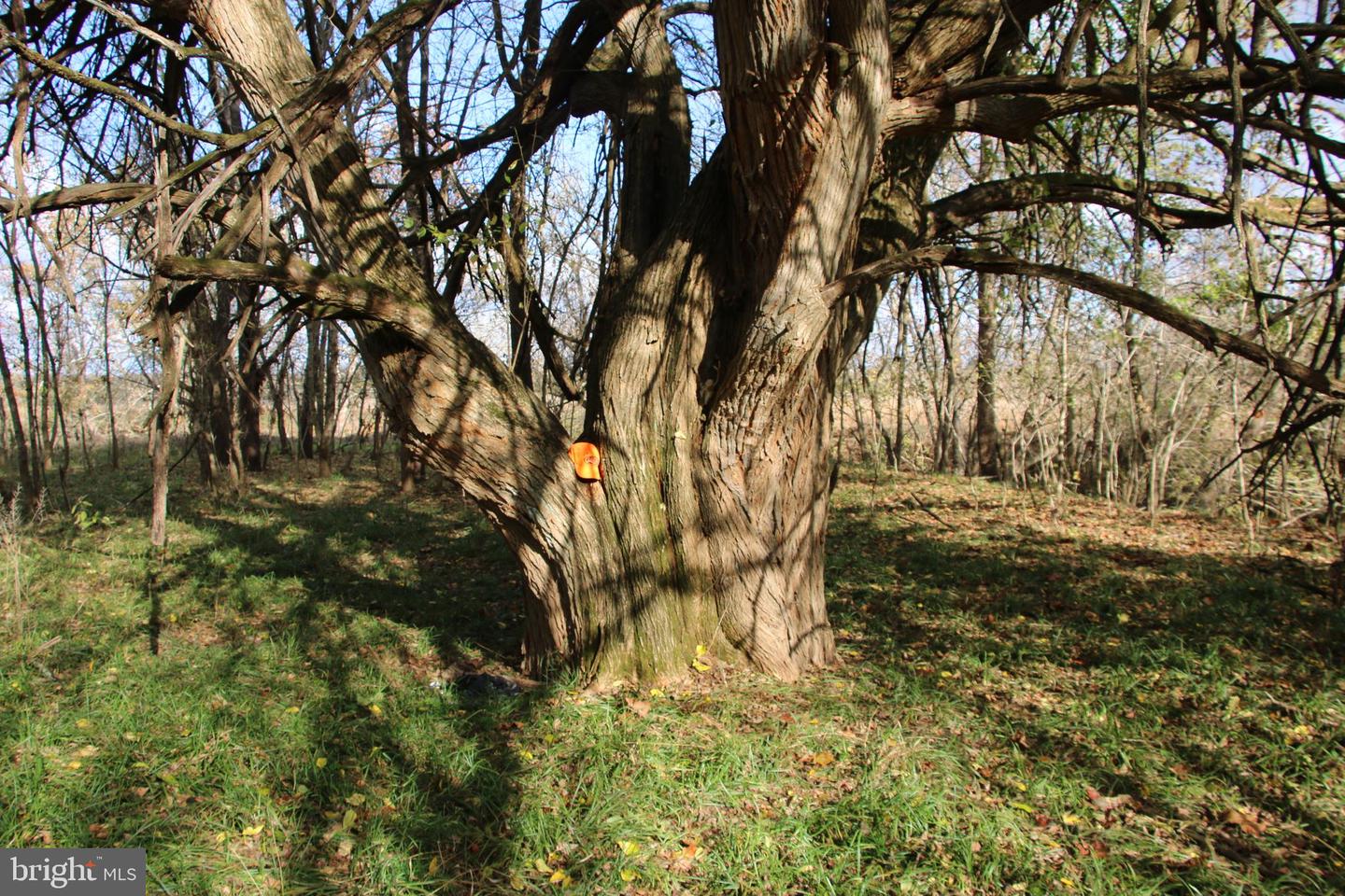 499 E LEE HWY, NEW MARKET, Virginia 22844, ,Farm,For sale,499 E LEE HWY,VASH2012988 MLS # VASH2012988 499 E LEE HWY, NEW MARKET, Virginia 22844, ,Farm,For sale,499 E LEE HWY,VASH2012988 MLS # VASH2012988