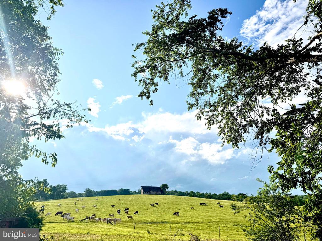 9195 WHITE SHOP, CULPEPER, Virginia 22701, 3 Bedrooms Bedrooms, ,2 BathroomsBathrooms,Residential,9195 WHITE SHOP,VACU2011206 MLS # VACU2011206 9195 WHITE SHOP, CULPEPER, Virginia 22701, 3 Bedrooms Bedrooms, ,2 BathroomsBathrooms,Residential,9195 WHITE SHOP,VACU2011206 MLS # VACU2011206