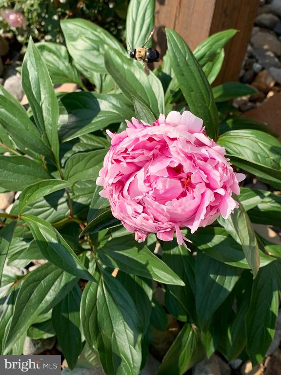 9195 WHITE SHOP, CULPEPER, Virginia 22701, 3 Bedrooms Bedrooms, ,2 BathroomsBathrooms,Residential,9195 WHITE SHOP,VACU2011206 MLS # VACU2011206 9195 WHITE SHOP, CULPEPER, Virginia 22701, 3 Bedrooms Bedrooms, ,2 BathroomsBathrooms,Residential,9195 WHITE SHOP,VACU2011206 MLS # VACU2011206