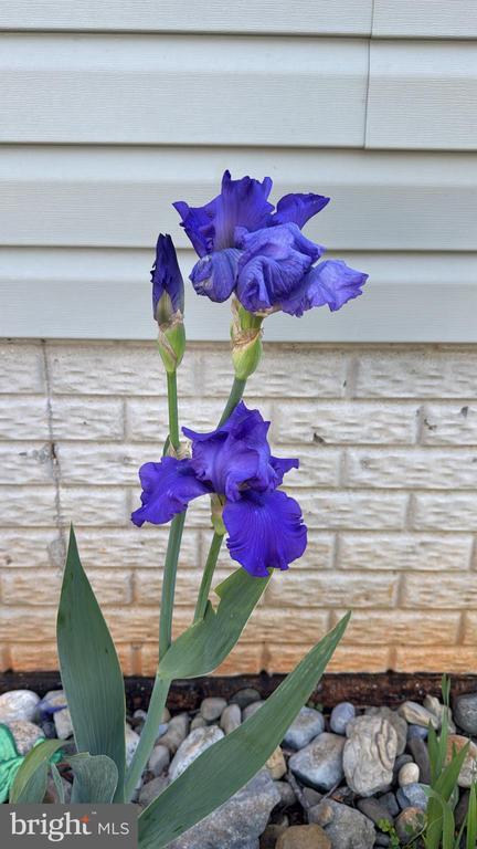 9195 WHITE SHOP, CULPEPER, Virginia 22701, 3 Bedrooms Bedrooms, ,2 BathroomsBathrooms,Residential,9195 WHITE SHOP,VACU2011206 MLS # VACU2011206 9195 WHITE SHOP, CULPEPER, Virginia 22701, 3 Bedrooms Bedrooms, ,2 BathroomsBathrooms,Residential,9195 WHITE SHOP,VACU2011206 MLS # VACU2011206