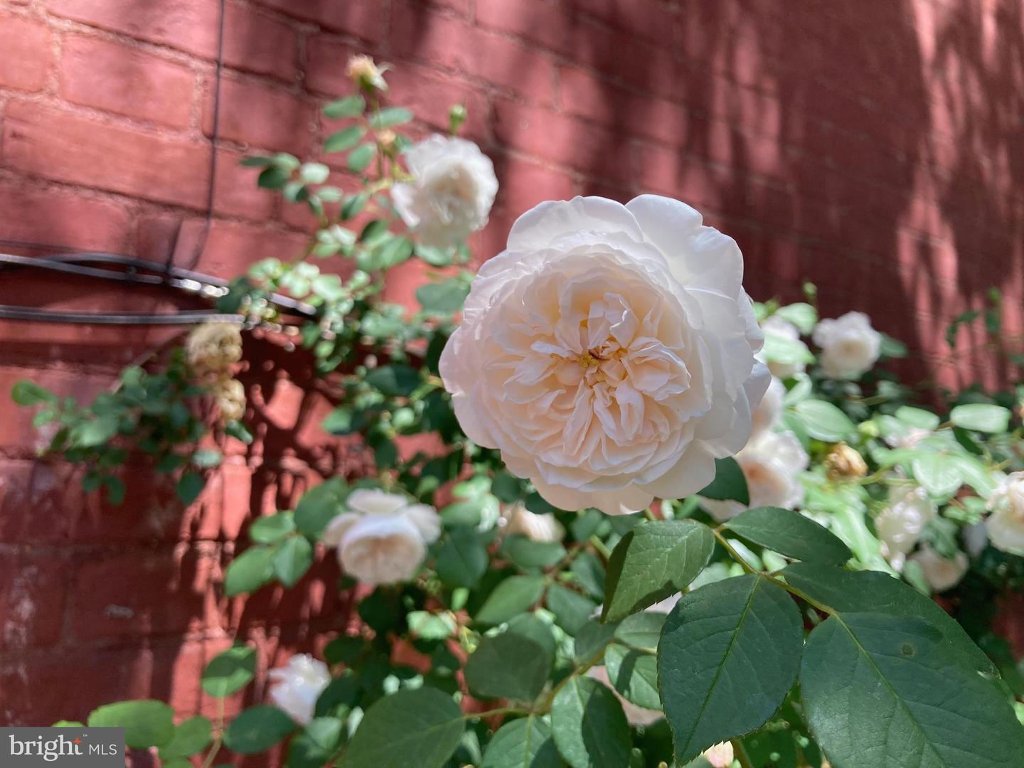 1526 1ST ST NW, WASHINGTON, District Of Columbia 20001, 3 Bedrooms Bedrooms, ,2 BathroomsBathrooms,Residential,For sale,1526 1ST ST NW,DCDC2231504 MLS # DCDC2231504