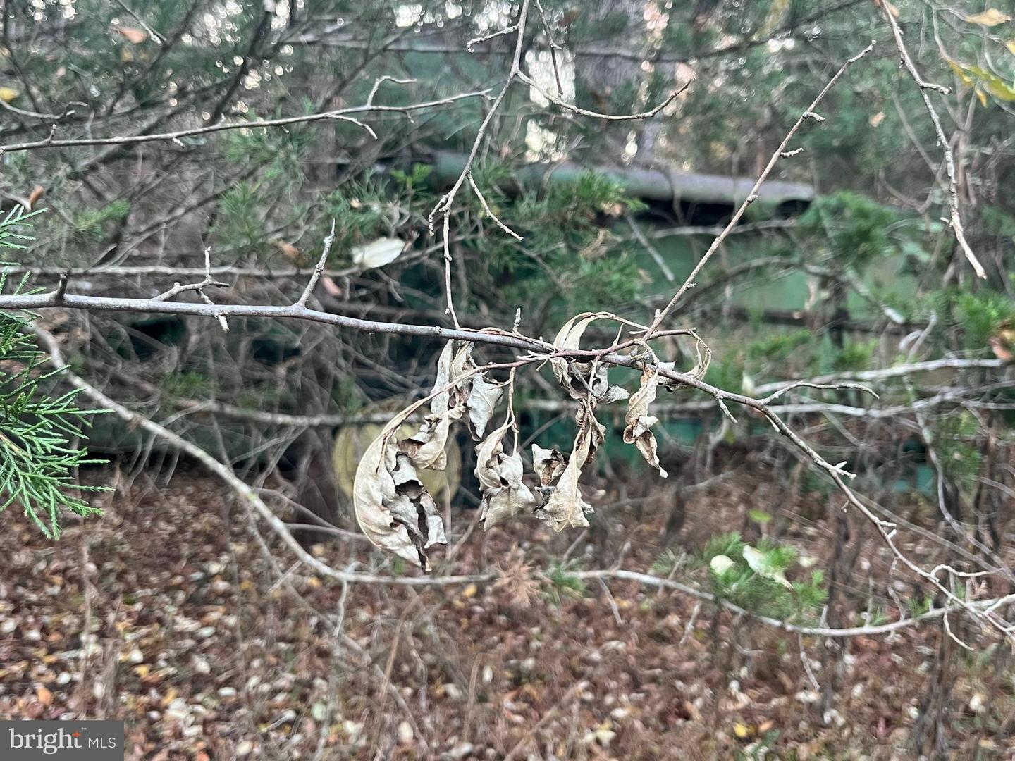 MITCHELL FORD RD, LIGNUM, Virginia 22726, ,Farm,For sale,MITCHELL FORD RD,VACU2012054 MLS # VACU2012054 MITCHELL FORD RD, LIGNUM, Virginia 22726, ,Farm,For sale,MITCHELL FORD RD,VACU2012054 MLS # VACU2012054