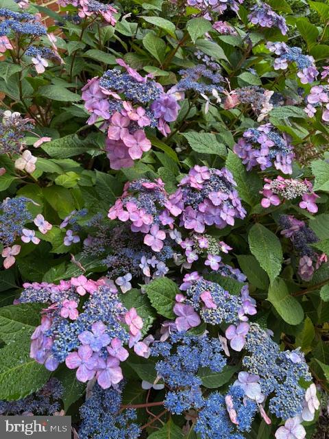 641 S GREENBRIER ST, ARLINGTON, Virginia 22204, 5 Bedrooms Bedrooms, ,2 BathroomsBathrooms,Residential,For sale,641 S GREENBRIER ST,VAAR2064298 MLS # VAAR2064298