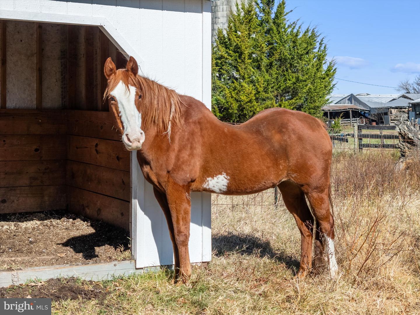 18321 CARRICO MILLS RD, STEVENSBURG, Virginia 22741, 3 Bedrooms Bedrooms, ,2 BathroomsBathrooms,Residential,For sale,18321 CARRICO MILLS RD,VACU2012048 MLS # VACU2012048 18321 CARRICO MILLS RD, STEVENSBURG, Virginia 22741, 3 Bedrooms Bedrooms, ,2 BathroomsBathrooms,Residential,For sale,18321 CARRICO MILLS RD,VACU2012048 MLS # VACU2012048