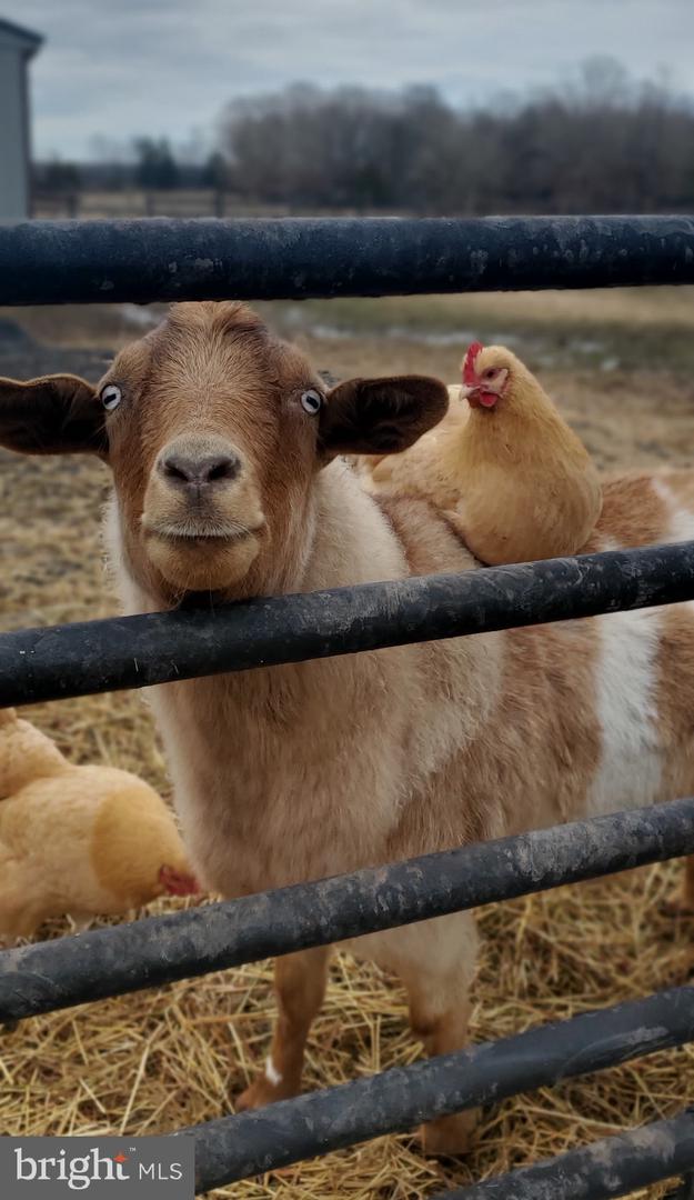 18321 CARRICO MILLS RD, STEVENSBURG, Virginia 22741, 3 Bedrooms Bedrooms, ,2 BathroomsBathrooms,Residential,For sale,18321 CARRICO MILLS RD,VACU2012048 MLS # VACU2012048 18321 CARRICO MILLS RD, STEVENSBURG, Virginia 22741, 3 Bedrooms Bedrooms, ,2 BathroomsBathrooms,Residential,For sale,18321 CARRICO MILLS RD,VACU2012048 MLS # VACU2012048