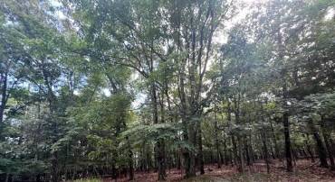 0 THREE OAKS LN, GORE, Virginia 22637, ,Land,For sale,0 THREE OAKS LN,VAFV2037858 MLS # VAFV2037858