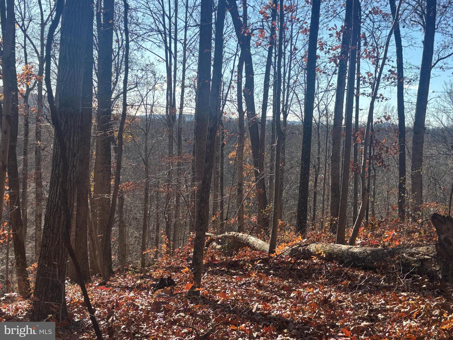 38196 LIME KILN RD, MIDDLEBURG, Virginia 20117, ,Land,For sale,38196 LIME KILN RD,VALO2111114 MLS # VALO2111114