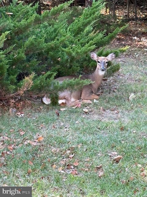 44424 LIVONIA TER, ASHBURN, Virginia 20147, 3 Bedrooms Bedrooms, ,3 BathroomsBathrooms,Residential,For sale,44424 LIVONIA TER,VALO2109498 MLS # VALO2109498