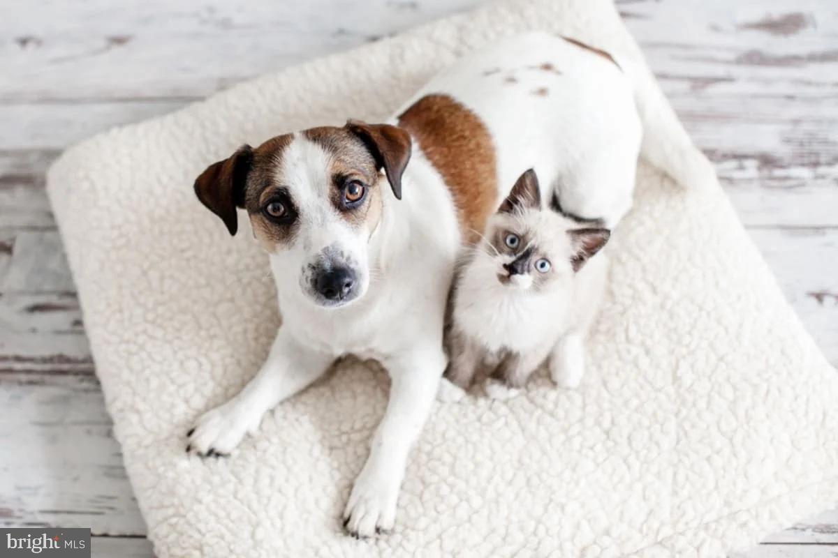 3334 10TH PL SE, WASHINGTON, District Of Columbia 20032, 2 Bedrooms Bedrooms, ,2 BathroomsBathrooms,Residential,For sale,3334 10TH PL SE,DCDC2229340 MLS # DCDC2229340