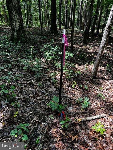 ALONZAVILLE RD., MAURERTOWN, Virginia 22644, ,Land,For sale,ALONZAVILLE RD.,VASH2011990 MLS # VASH2011990 ALONZAVILLE RD., MAURERTOWN, Virginia 22644, ,Land,For sale,ALONZAVILLE RD.,VASH2011990 MLS # VASH2011990