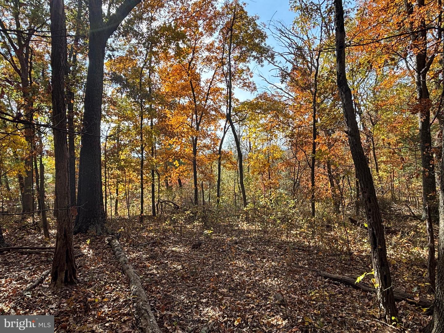 ALONZAVILLE RD., MAURERTOWN, Virginia 22644, ,Land,For sale,ALONZAVILLE RD.,VASH2011990 MLS # VASH2011990 ALONZAVILLE RD., MAURERTOWN, Virginia 22644, ,Land,For sale,ALONZAVILLE RD.,VASH2011990 MLS # VASH2011990