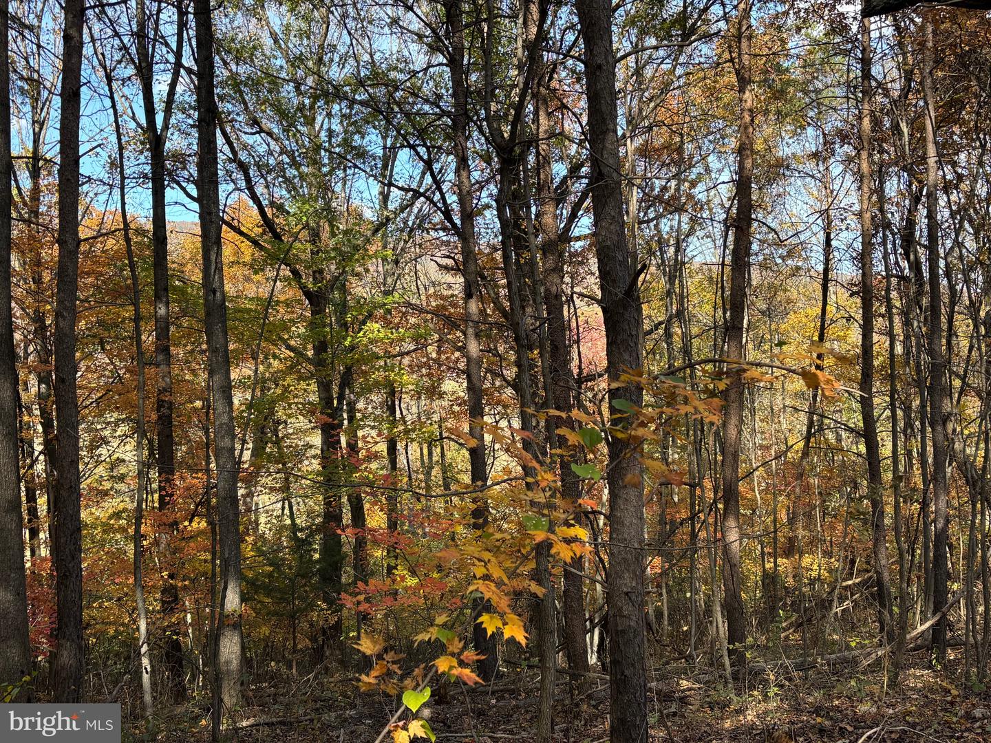 ALONZAVILLE RD., MAURERTOWN, Virginia 22644, ,Land,For sale,ALONZAVILLE RD.,VASH2011990 MLS # VASH2011990 ALONZAVILLE RD., MAURERTOWN, Virginia 22644, ,Land,For sale,ALONZAVILLE RD.,VASH2011990 MLS # VASH2011990