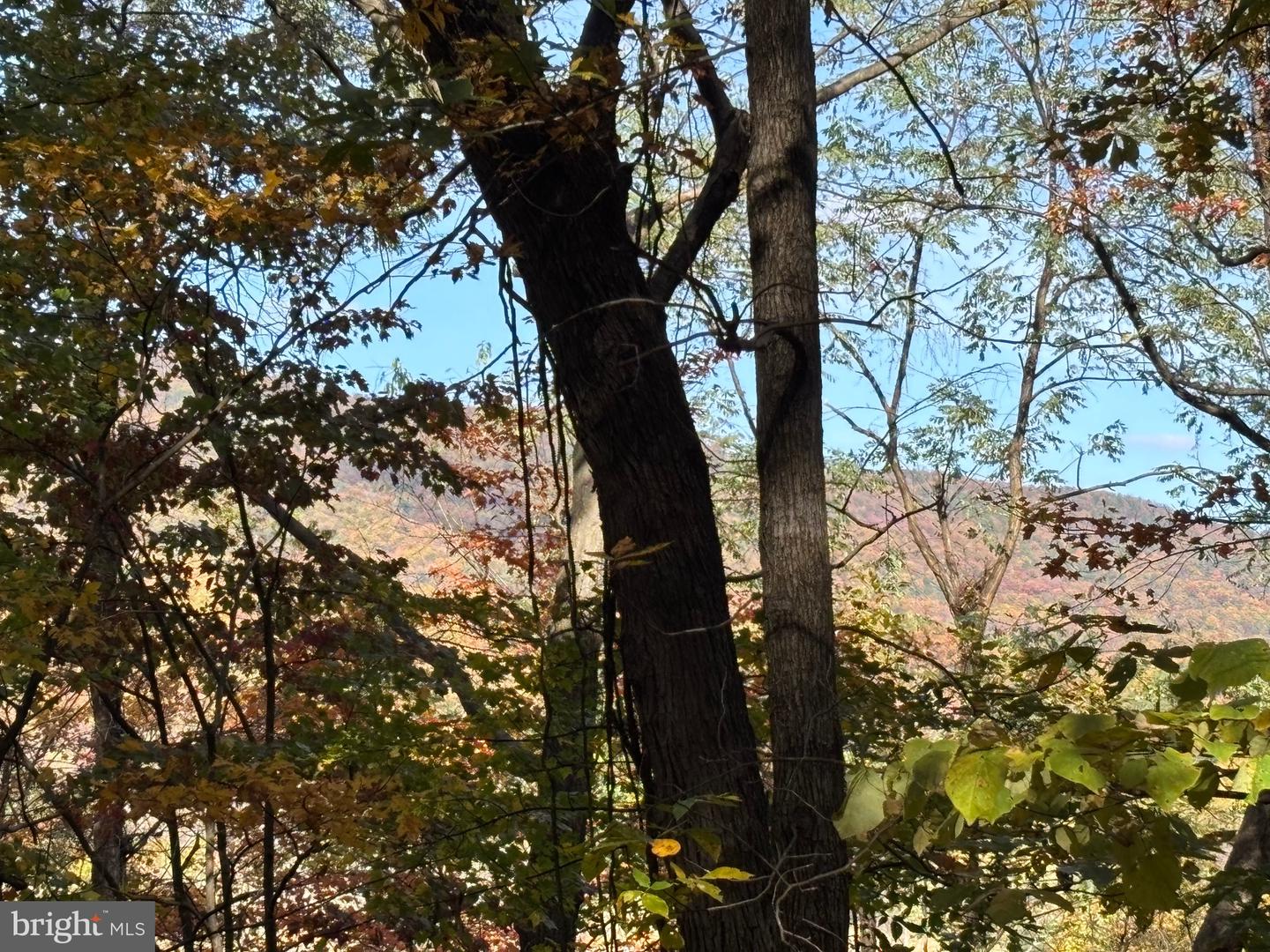 ALONZAVILLE RD., MAURERTOWN, Virginia 22644, ,Land,For sale,ALONZAVILLE RD.,VASH2011990 MLS # VASH2011990 ALONZAVILLE RD., MAURERTOWN, Virginia 22644, ,Land,For sale,ALONZAVILLE RD.,VASH2011990 MLS # VASH2011990