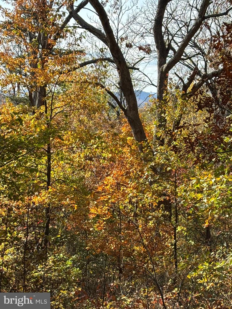 ALONZAVILLE RD., MAURERTOWN, Virginia 22644, ,Land,For sale,ALONZAVILLE RD.,VASH2011990 MLS # VASH2011990 ALONZAVILLE RD., MAURERTOWN, Virginia 22644, ,Land,For sale,ALONZAVILLE RD.,VASH2011990 MLS # VASH2011990