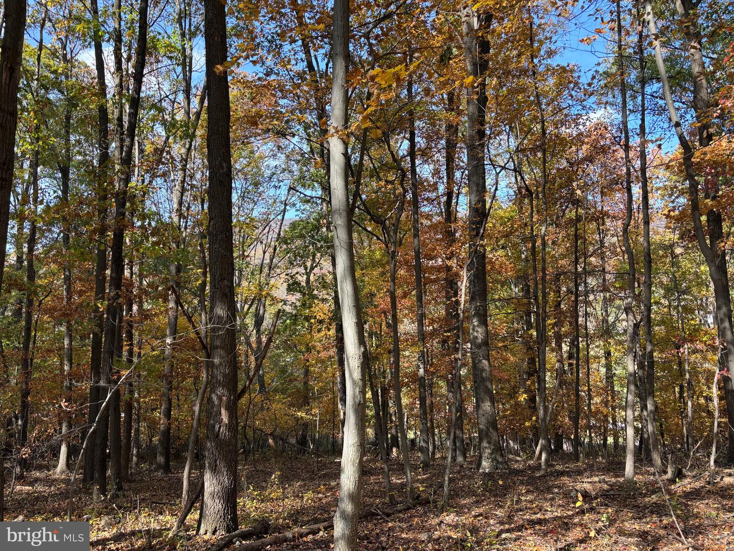 ALONZAVILLE RD., MAURERTOWN, Virginia 22644, ,Land,For sale,ALONZAVILLE RD.,VASH2011990 MLS # VASH2011990 ALONZAVILLE RD., MAURERTOWN, Virginia 22644, ,Land,For sale,ALONZAVILLE RD.,VASH2011990 MLS # VASH2011990