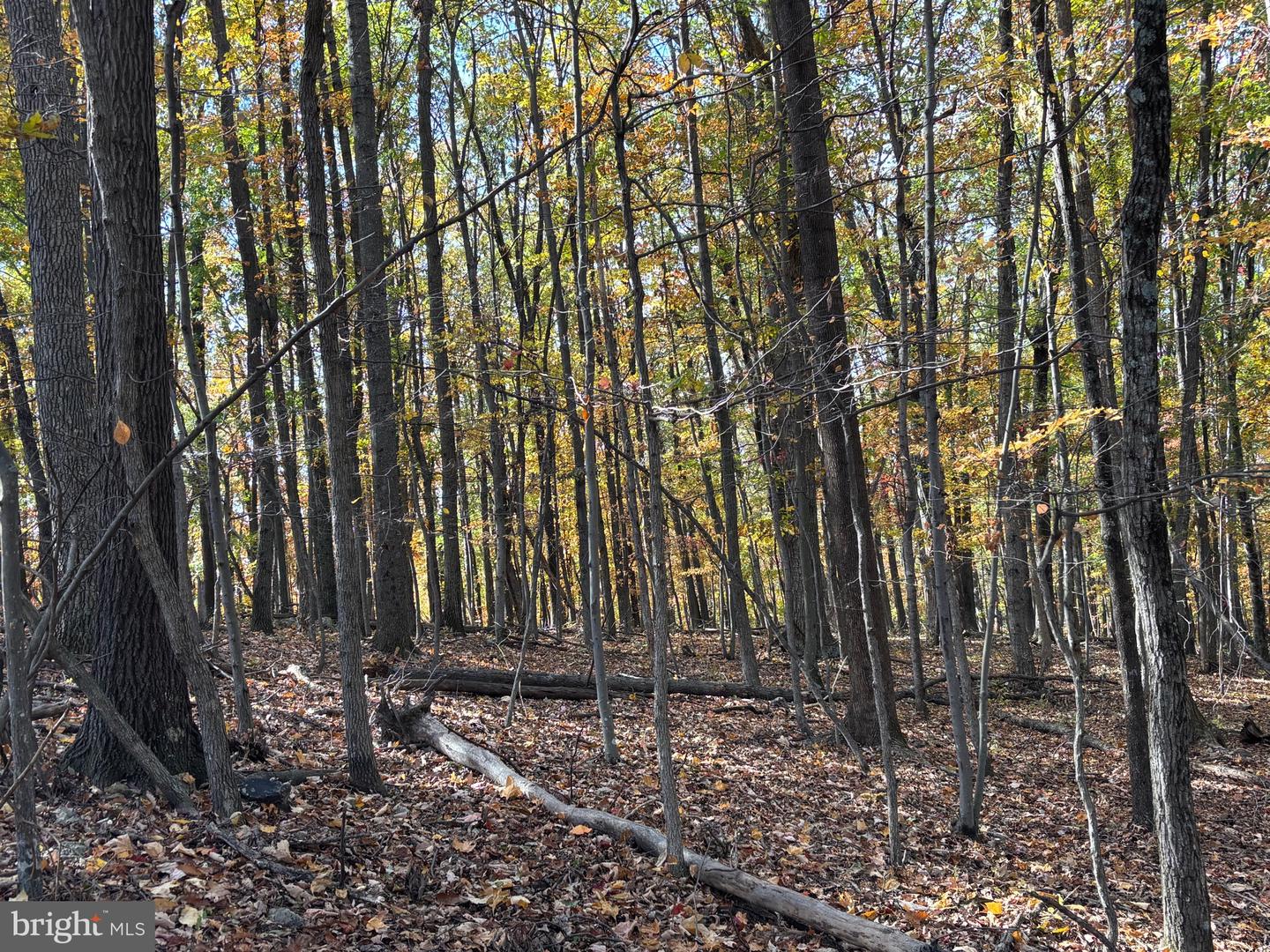 ALONZAVILLE RD., MAURERTOWN, Virginia 22644, ,Land,For sale,ALONZAVILLE RD.,VASH2011990 MLS # VASH2011990 ALONZAVILLE RD., MAURERTOWN, Virginia 22644, ,Land,For sale,ALONZAVILLE RD.,VASH2011990 MLS # VASH2011990