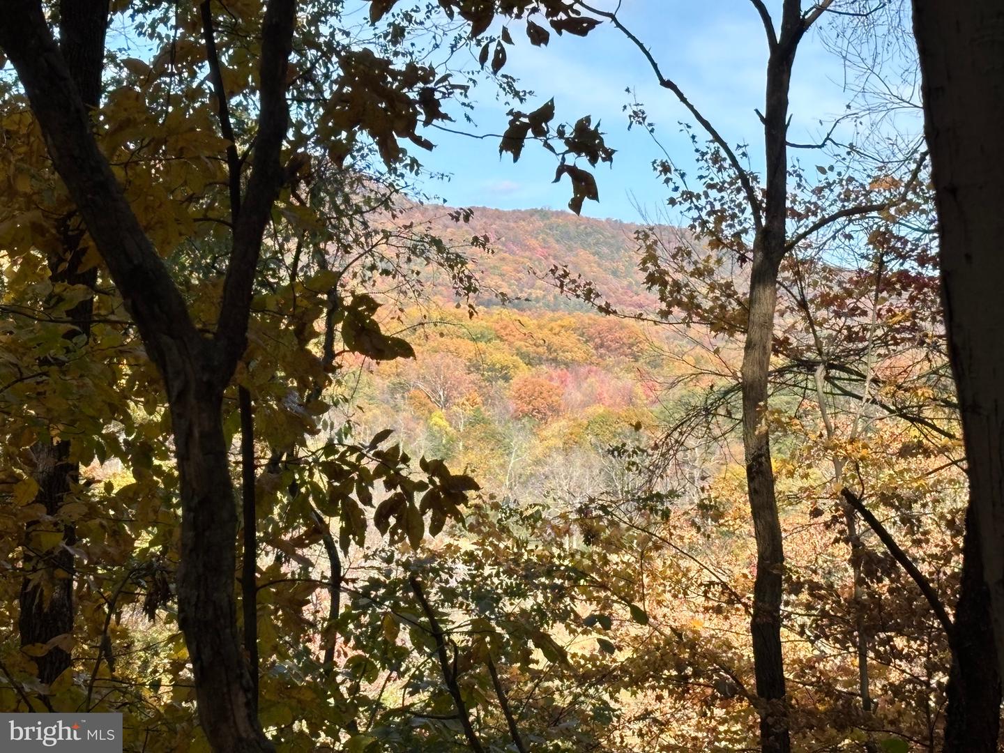 ALONZAVILLE RD., MAURERTOWN, Virginia 22644, ,Land,For sale,ALONZAVILLE RD.,VASH2011990 MLS # VASH2011990 ALONZAVILLE RD., MAURERTOWN, Virginia 22644, ,Land,For sale,ALONZAVILLE RD.,VASH2011990 MLS # VASH2011990