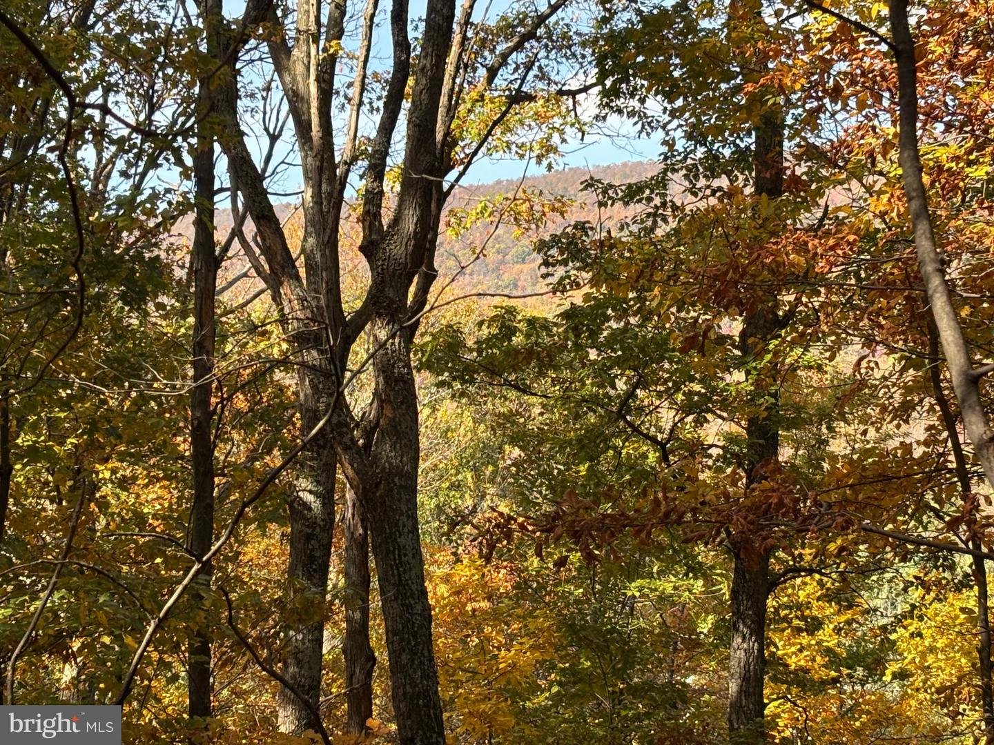 ALONZAVILLE RD., MAURERTOWN, Virginia 22644, ,Land,For sale,ALONZAVILLE RD.,VASH2011990 MLS # VASH2011990 ALONZAVILLE RD., MAURERTOWN, Virginia 22644, ,Land,For sale,ALONZAVILLE RD.,VASH2011990 MLS # VASH2011990