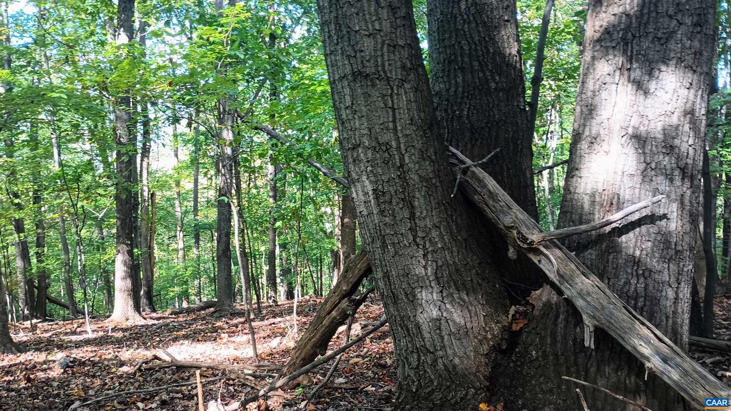 0 OAKCREST LN #3, NELLYSFORD, Virginia 22958, ,Land,For sale,0 OAKCREST LN #3,671080 MLS # 671080 0 OAKCREST LN #3, NELLYSFORD, Virginia 22958, ,Land,For sale,0 OAKCREST LN #3,671080 MLS # 671080