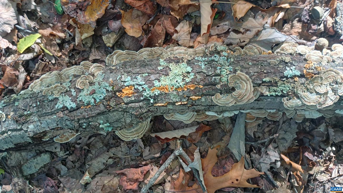 0 OAKCREST LN #3, NELLYSFORD, Virginia 22958, ,Land,For sale,0 OAKCREST LN #3,671080 MLS # 671080 0 OAKCREST LN #3, NELLYSFORD, Virginia 22958, ,Land,For sale,0 OAKCREST LN #3,671080 MLS # 671080