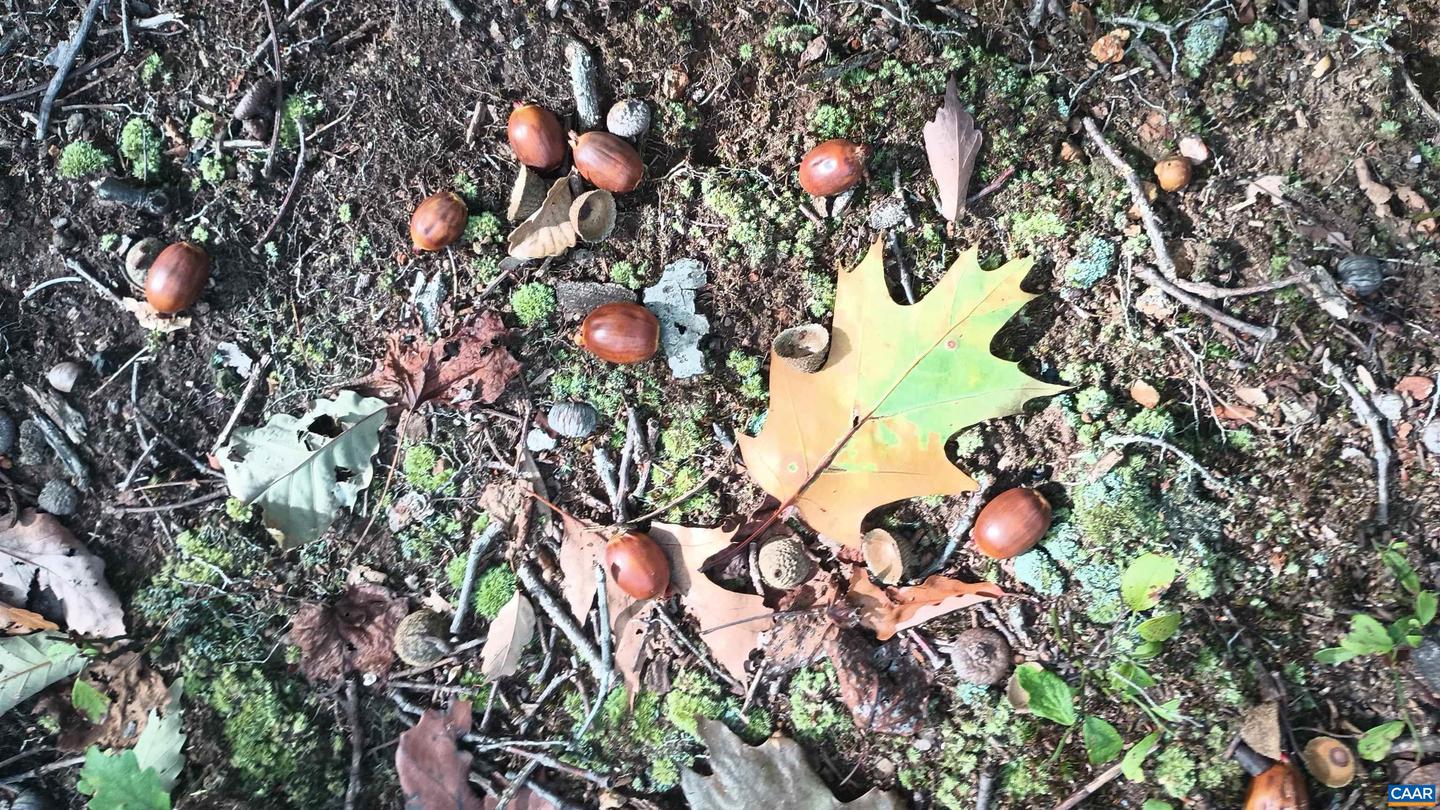 0 OAKCREST LN #3, NELLYSFORD, Virginia 22958, ,Land,For sale,0 OAKCREST LN #3,671080 MLS # 671080 0 OAKCREST LN #3, NELLYSFORD, Virginia 22958, ,Land,For sale,0 OAKCREST LN #3,671080 MLS # 671080