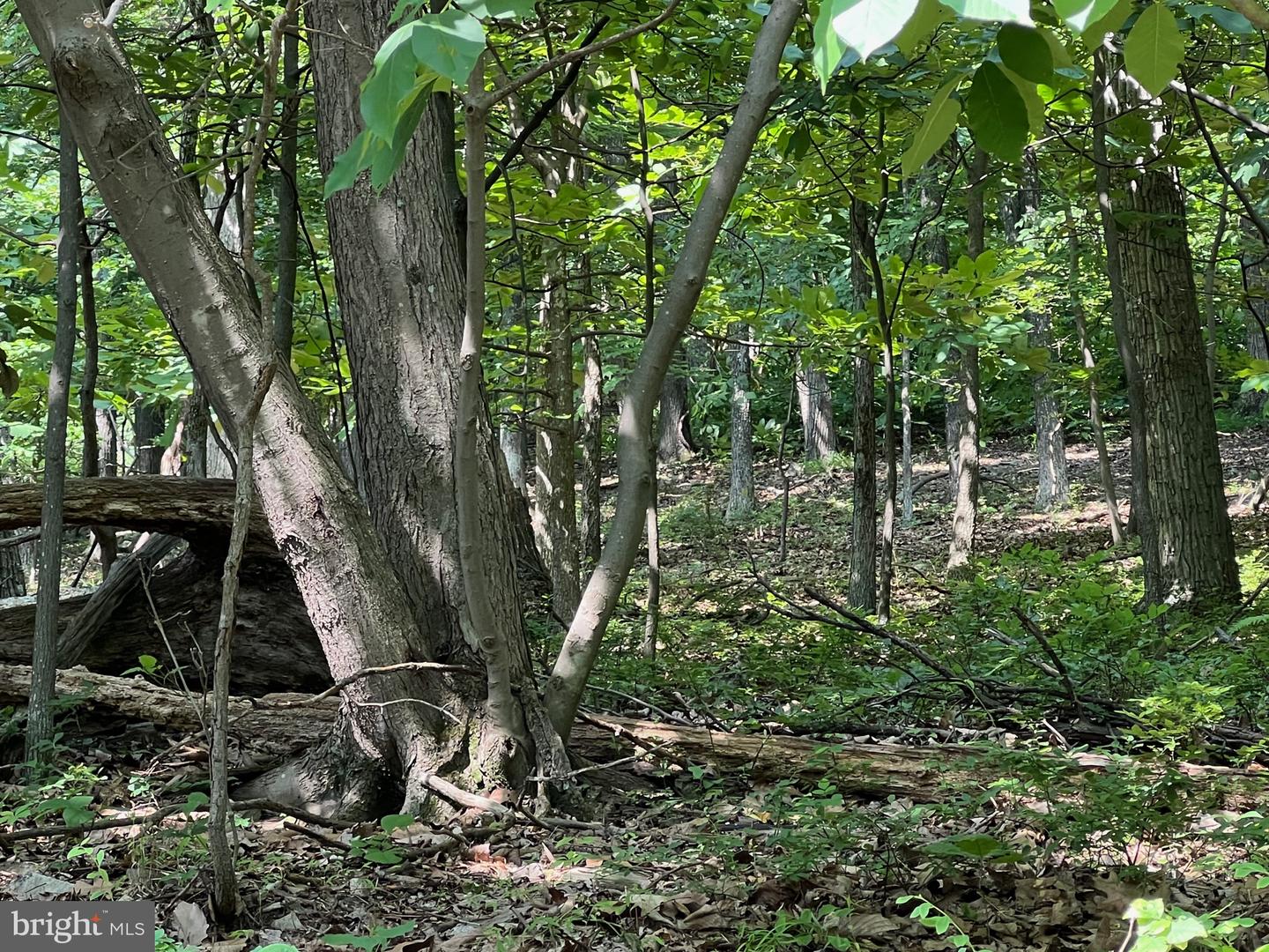 1855 RIDGE RD, HAYMARKET, Virginia 20169, ,Land,For sale,1855 RIDGE RD,VAPW2107734 MLS # VAPW2107734 1855 RIDGE RD, HAYMARKET, Virginia 20169, ,Land,For sale,1855 RIDGE RD,VAPW2107734 MLS # VAPW2107734