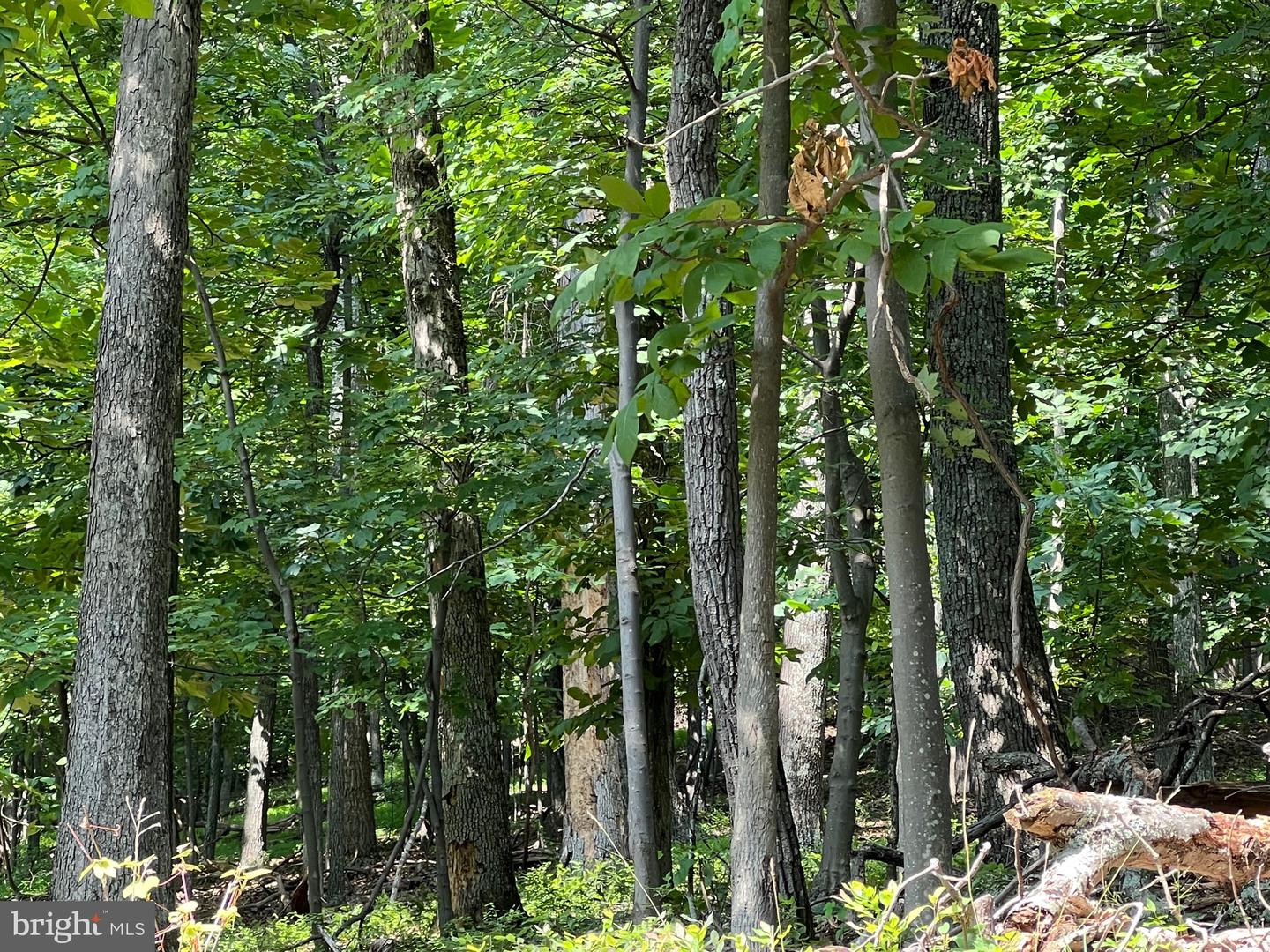 1855 RIDGE RD, HAYMARKET, Virginia 20169, ,Land,For sale,1855 RIDGE RD,VAPW2107734 MLS # VAPW2107734 1855 RIDGE RD, HAYMARKET, Virginia 20169, ,Land,For sale,1855 RIDGE RD,VAPW2107734 MLS # VAPW2107734