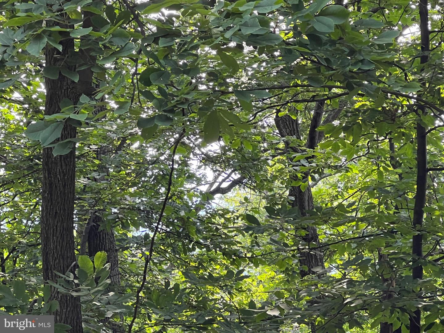 1855 RIDGE RD, HAYMARKET, Virginia 20169, ,Land,For sale,1855 RIDGE RD,VAPW2107734 MLS # VAPW2107734 1855 RIDGE RD, HAYMARKET, Virginia 20169, ,Land,For sale,1855 RIDGE RD,VAPW2107734 MLS # VAPW2107734