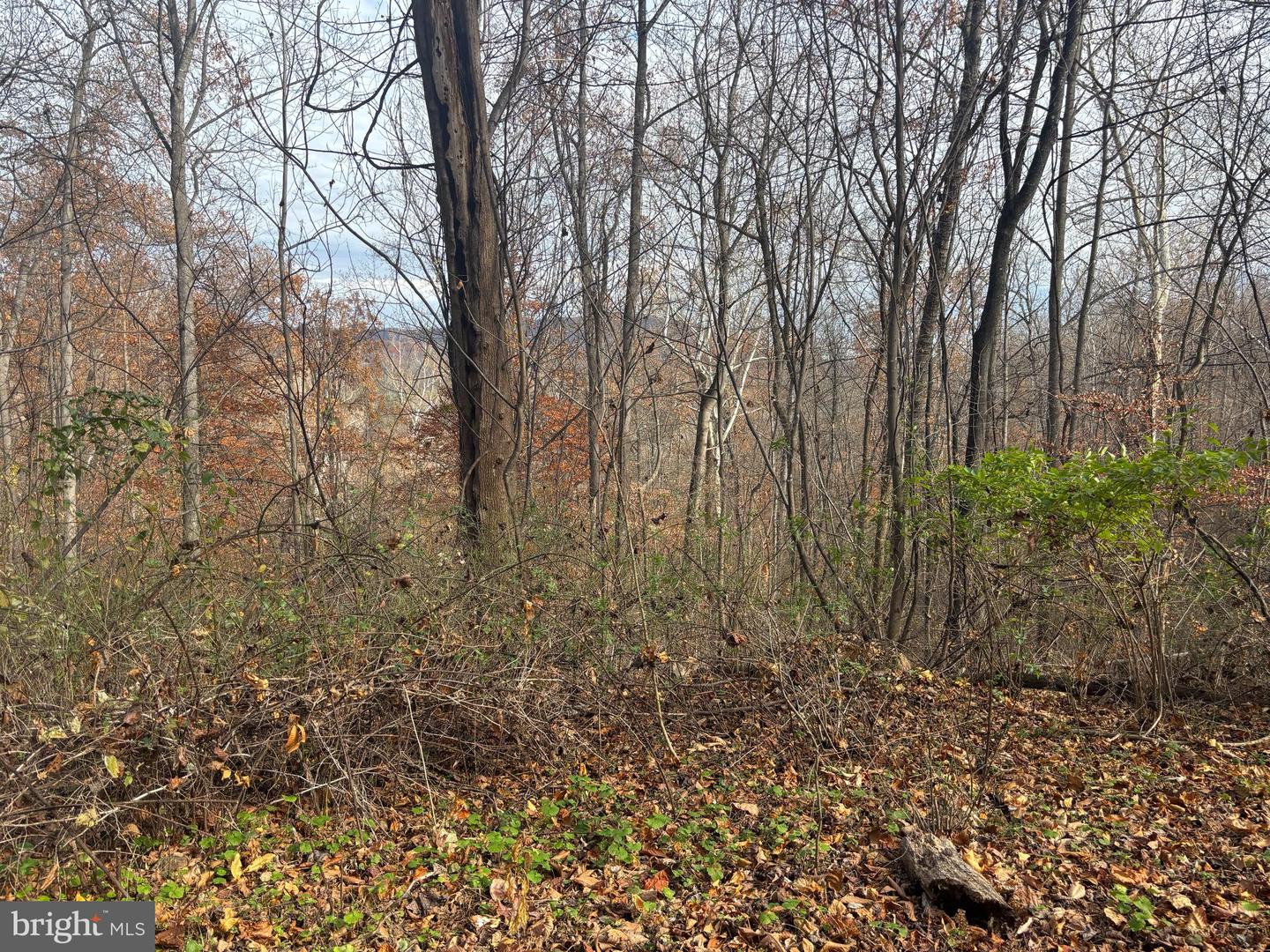 FIERY RUN RD, LINDEN, Virginia 22642, ,Land,For sale,FIERY RUN RD,VAFQ2019678 MLS # VAFQ2019678 FIERY RUN RD, LINDEN, Virginia 22642, ,Land,For sale,FIERY RUN RD,VAFQ2019678 MLS # VAFQ2019678