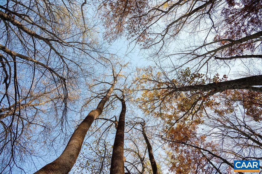 TBD RED HILL RD, CHARLOTTESVILLE, Virginia 22903, ,Land,For sale,TBD RED HILL RD,671146 MLS # 671146 TBD RED HILL RD, CHARLOTTESVILLE, Virginia 22903, ,Land,For sale,TBD RED HILL RD,671146 MLS # 671146