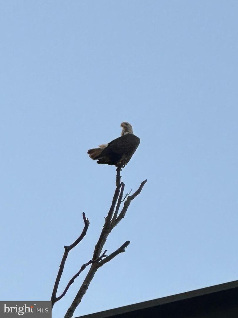 6033 WHIPSAWASON RD, KING GEORGE, Virginia 22485, 3 Bedrooms Bedrooms, ,2 BathroomsBathrooms,Residential,For sale,6033 WHIPSAWASON RD,VAKG2006964 MLS # VAKG2006964 6033 WHIPSAWASON RD, KING GEORGE, Virginia 22485, 3 Bedrooms Bedrooms, ,2 BathroomsBathrooms,Residential,For sale,6033 WHIPSAWASON RD,VAKG2006964 MLS # VAKG2006964