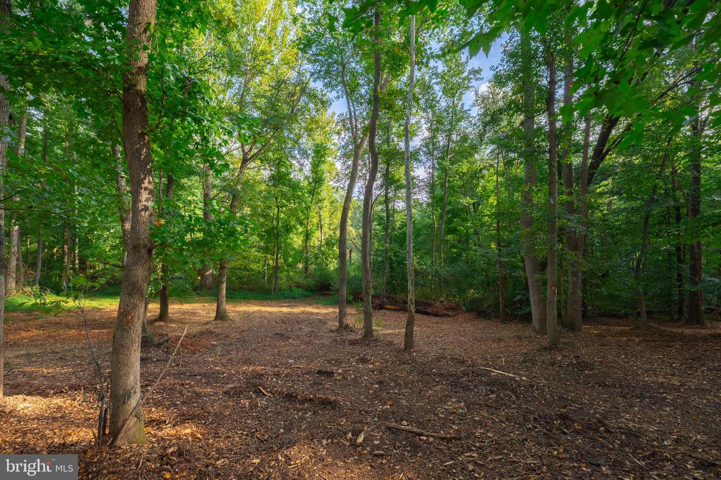 16300 PLEASANT MILL ROAD, MONTPELIER, Virginia 23192, ,Land,For sale,16300 PLEASANT MILL ROAD,VAHA2001106 MLS # VAHA2001106 16300 PLEASANT MILL ROAD, MONTPELIER, Virginia 23192, ,Land,For sale,16300 PLEASANT MILL ROAD,VAHA2001106 MLS # VAHA2001106