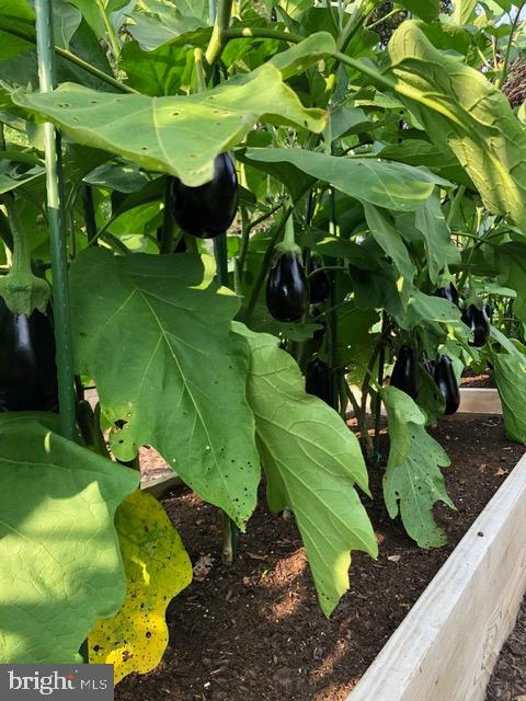 15700 TRAPSHIRE CT, WATERFORD, Virginia 20197, 5 Bedrooms Bedrooms, ,3 BathroomsBathrooms,Residential,For sale,15700 TRAPSHIRE CT,VALO2111108 MLS # VALO2111108 15700 TRAPSHIRE CT, WATERFORD, Virginia 20197, 5 Bedrooms Bedrooms, ,3 BathroomsBathrooms,Residential,For sale,15700 TRAPSHIRE CT,VALO2111108 MLS # VALO2111108